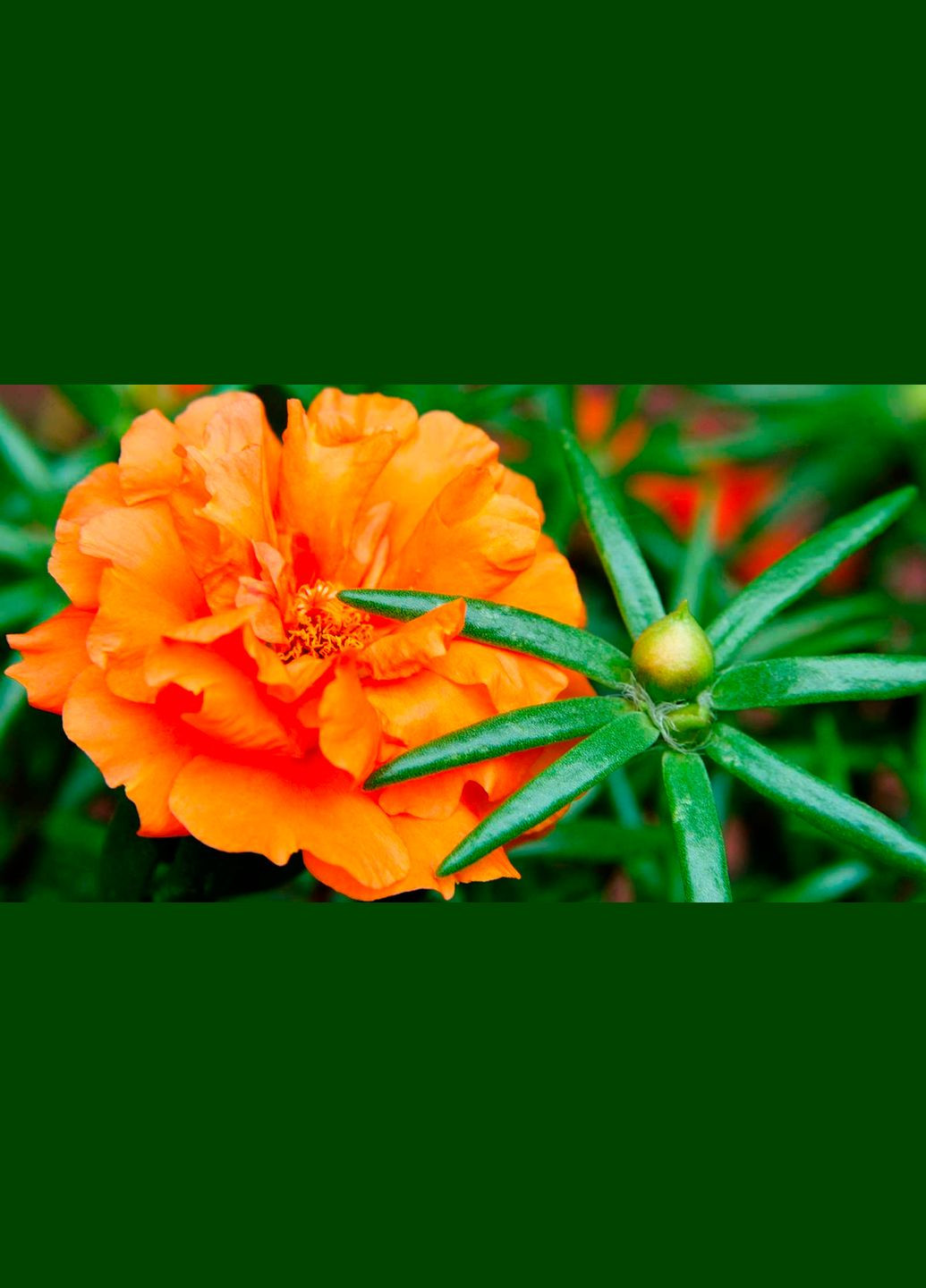 Семена Портулак махровый 0,1 г Насіння країни (328607000)