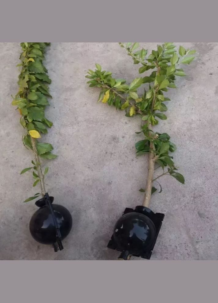 Набір Укорінічувачів Бульб - Прозорі - діаметр 5/8/12 см - 15 шт ❤️ ТМ Comshop (301538118)