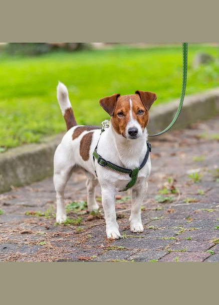 Поводок для собак DAYTONA DELUXE MED. BL-GR HAR. Ferplast (335587470)