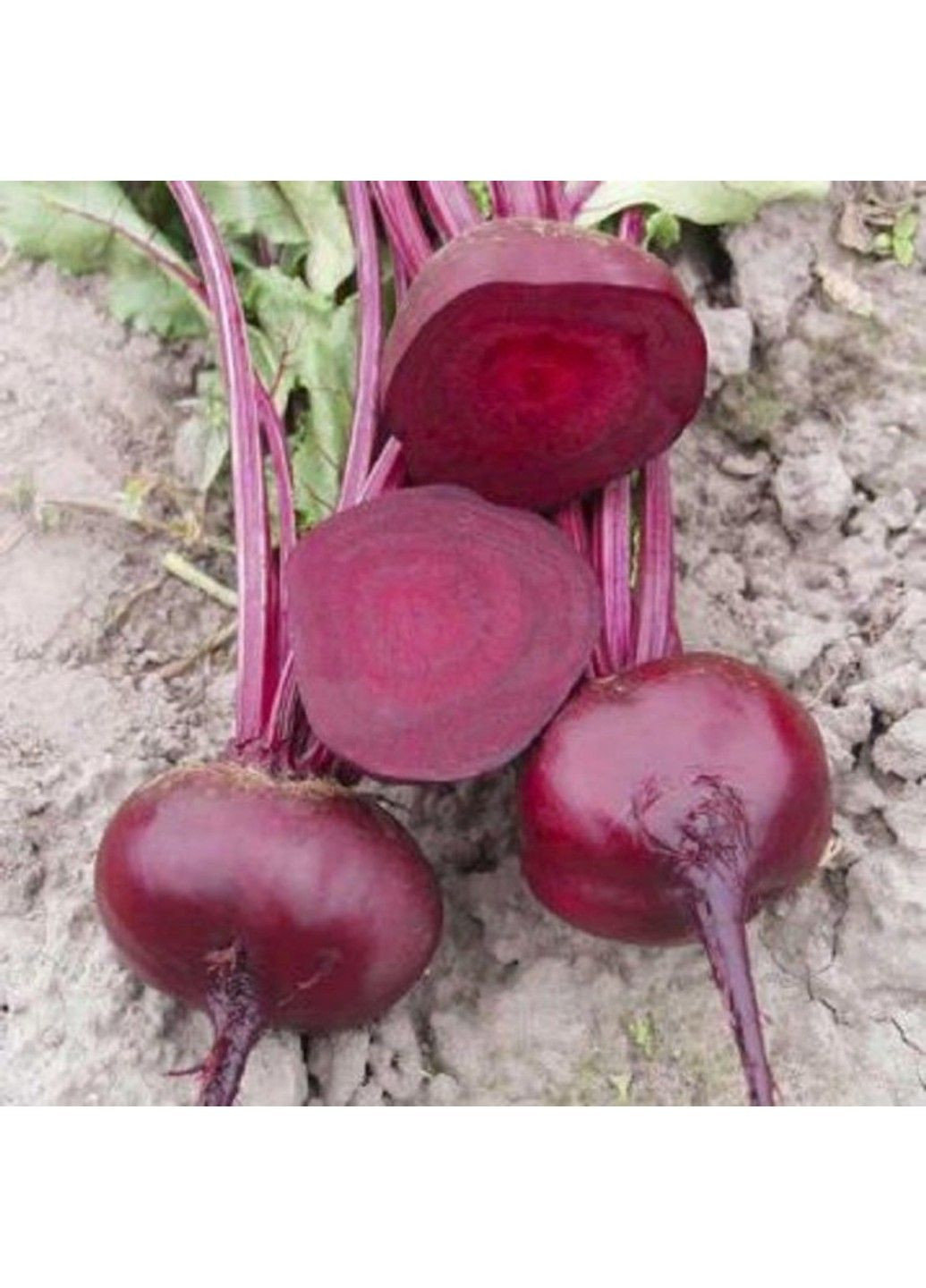 Семена свеклы Водан F1 Bejo Zaden (333035998)