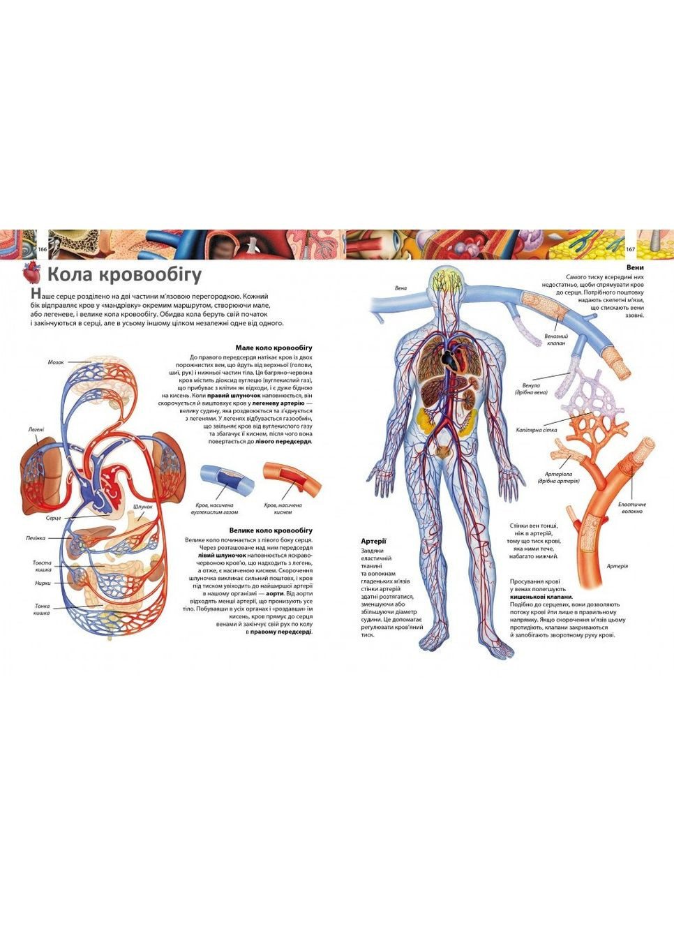 Энциклопедия Более 1000 интересных фактов (9786178405489) Пегас (316083338)