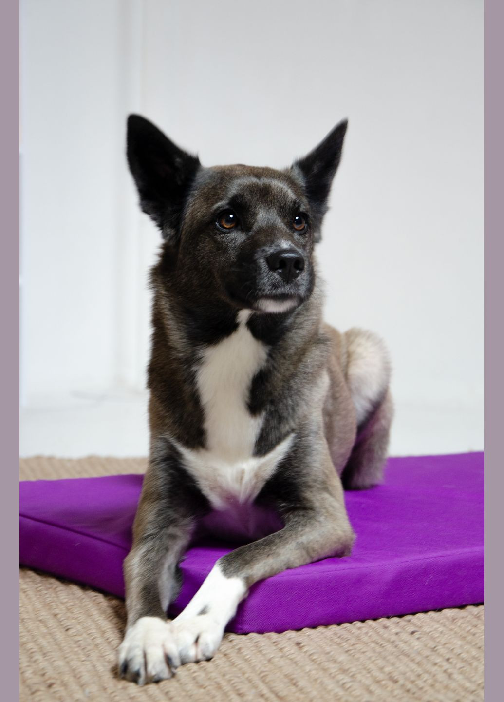 Матрац Харлей для собак і кішок №2 45 x 50 x 5 см Фіолетовий (4820224213040) Lucky Pet (279561863)