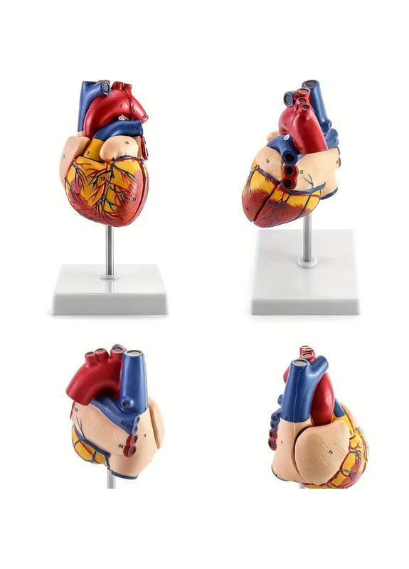Анатомічна модель людського серця, у реальному масштабі 1:1, розбірна модель серця 3D No Brand (365721385)