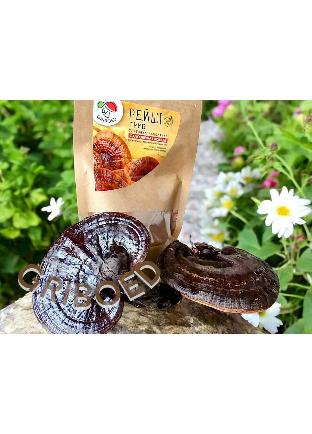 Гриб Рейши - 200 грамм. Сухой, перемолотый в порошок. GRIBOED Рейші гриб (381411739)