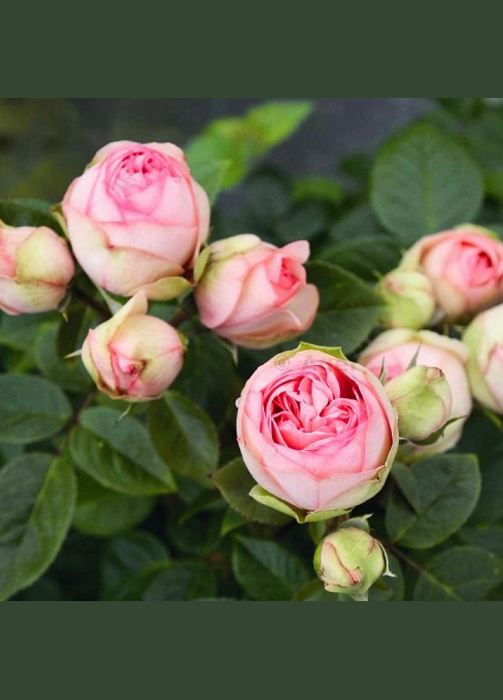 Саджанці англійських піоноподібних троянд Чармінг Піано Садовий-Розмай (301221224)