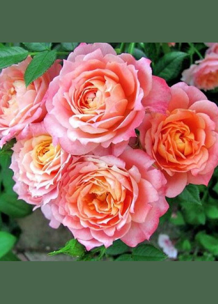 Саджанці троянд на штамбі Бріоза Садовий-Розмай (301220574)