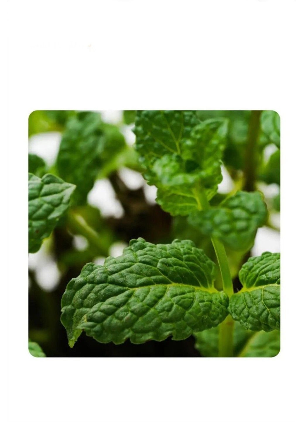 Іграшка для кішок "MINT BALL" Green Xtep (320953128)