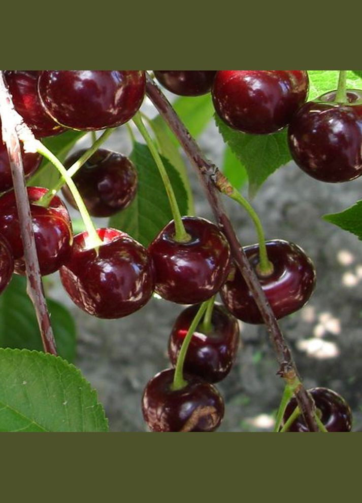 Саджанці вишні Нефріс - 2-річний Садовий-Розмай (301220126)