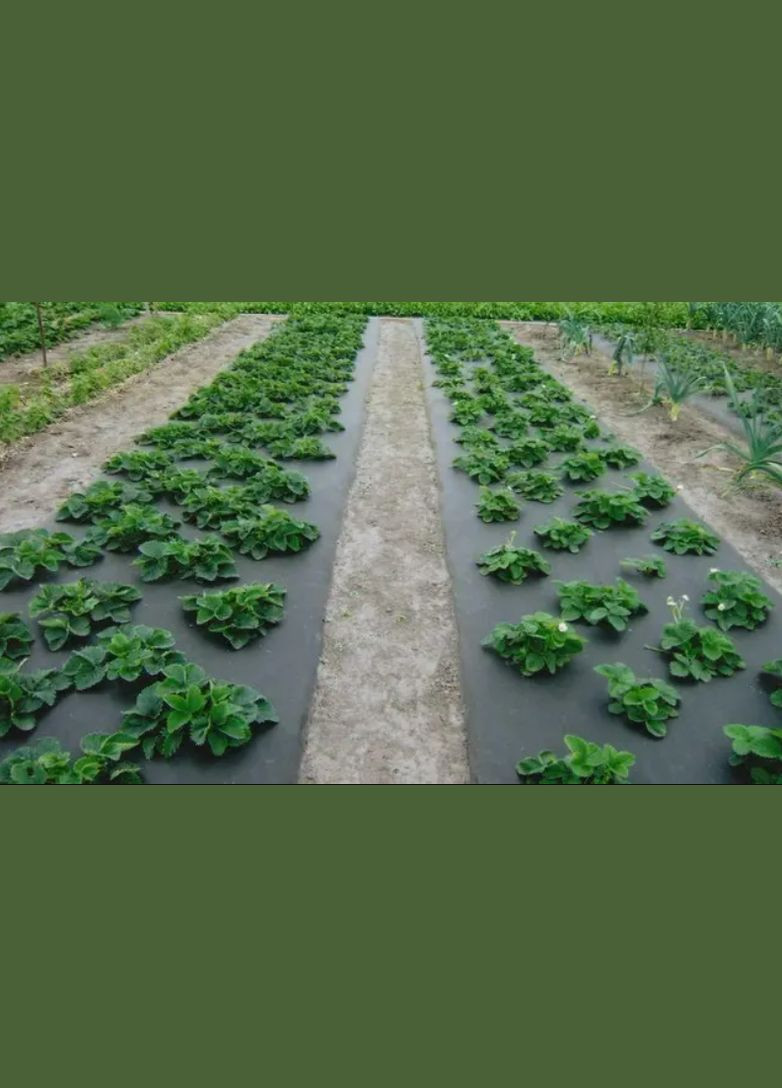 Агроволокно 50 г/м 1,6м*100м Україна 058608 (372692416)