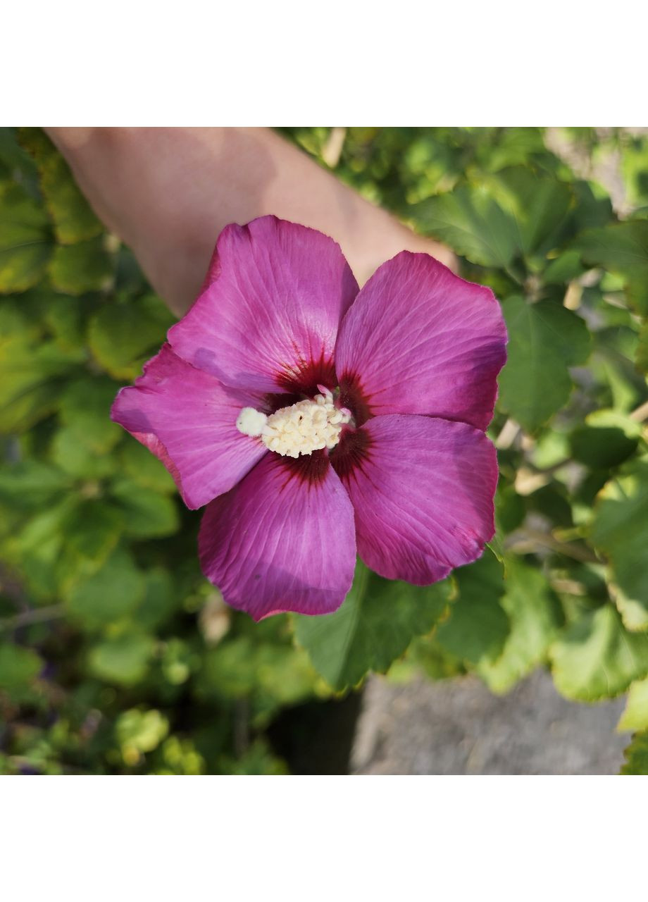 Гібіскустайський садовий деревоподібний кущ Nobrand (369616837)