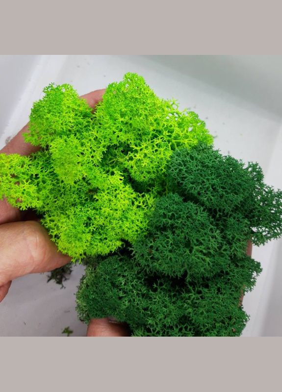 Стабілізований мох ягель Зелений трав'яний світлий 5 кг Nordic moss (276401079)