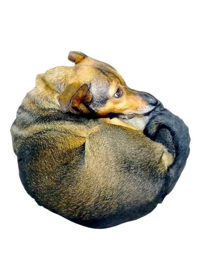 М'якобивна іграшка Собачка Маня бренд Сувенір-Декор м'яка іграшка для гри ProDobro (367091008)