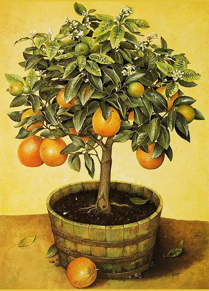 Алмазна мозаїка Чарівний діамант (333709967)