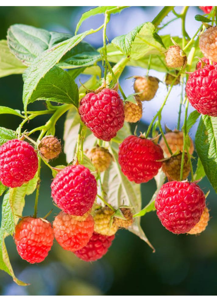 Малина Кванза No Brand (364535963)