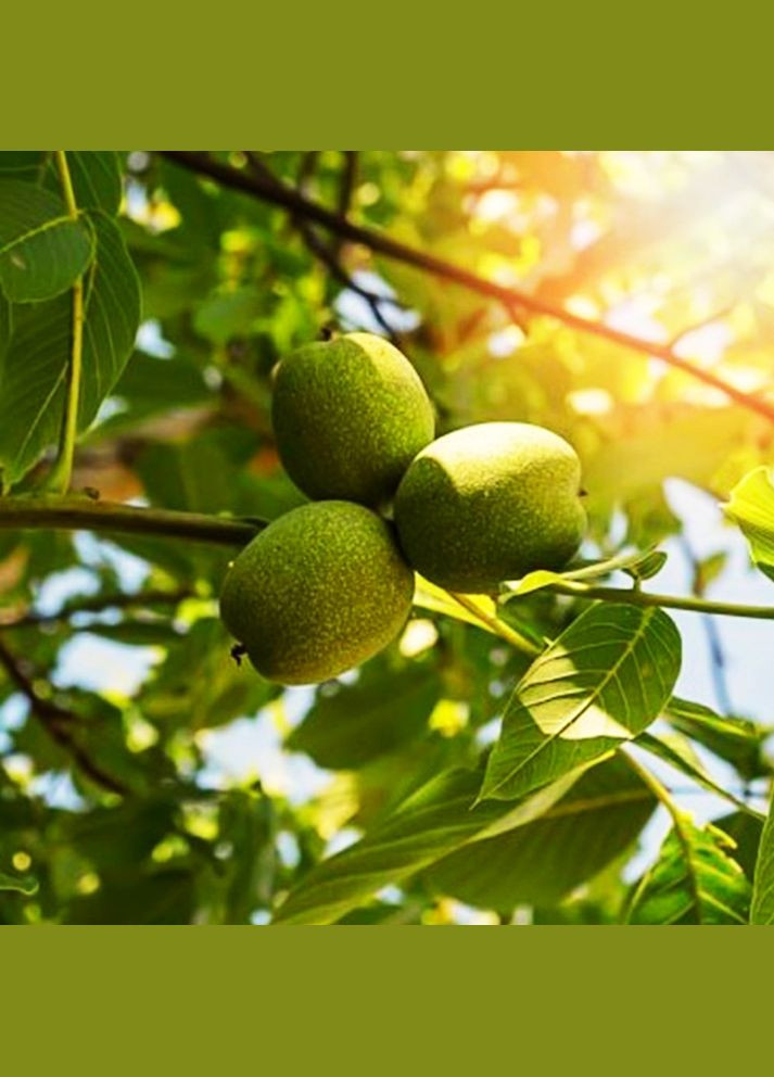Саджанці грецького горіха Чернівецький 1 - 3-річний Садовий-Розмай (301220251)