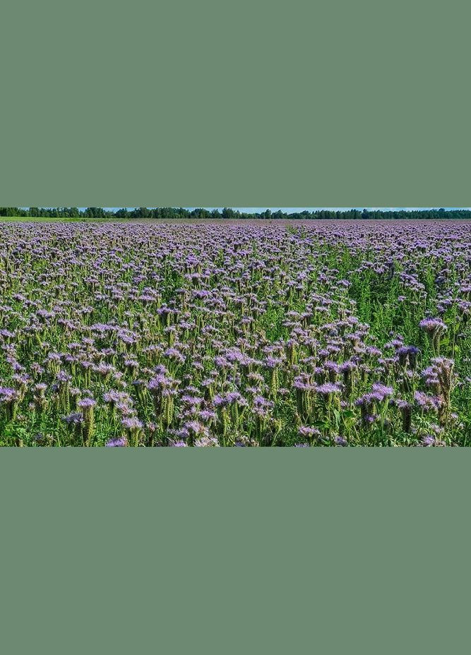 Фацелія сидерат, медонос насіння 1 кг Україна (316093691)