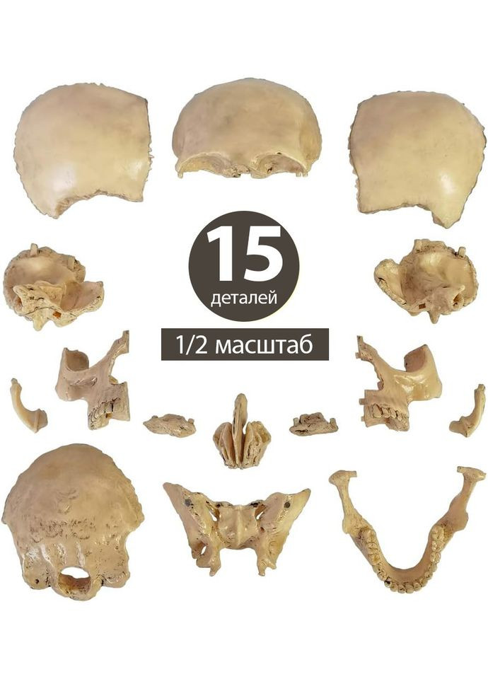 Анатомічна модель людського черепа розбірна, 15 частин, 1/2 масштаб, реалістичний колір No Brand (365721741)
