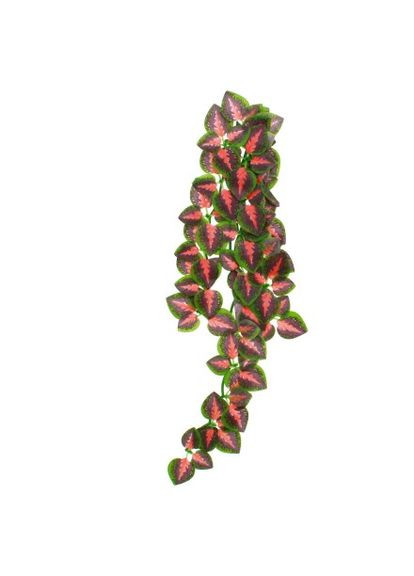 Искусственное растение Fitonia (TP005) Repti-Zoo (363452768)