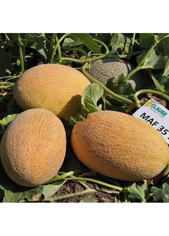 Семена дыни Mazin F1 30 шт (2747808464) Clause (362134981)