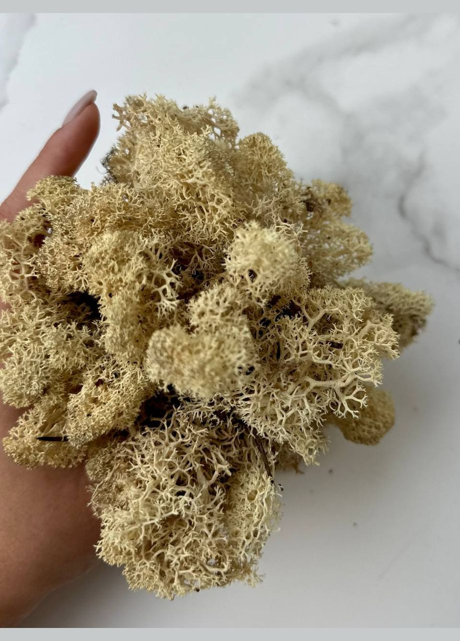 Стабілізований Норвезький Мох (Ягель) 500 р. – Natural No Brand (302520171)