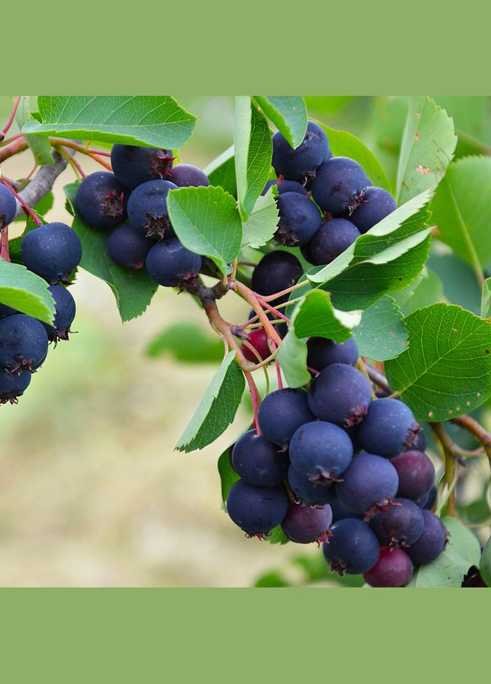 Саджанці ірги Слейт - 2-річний Садовий-Розмай (301220652)