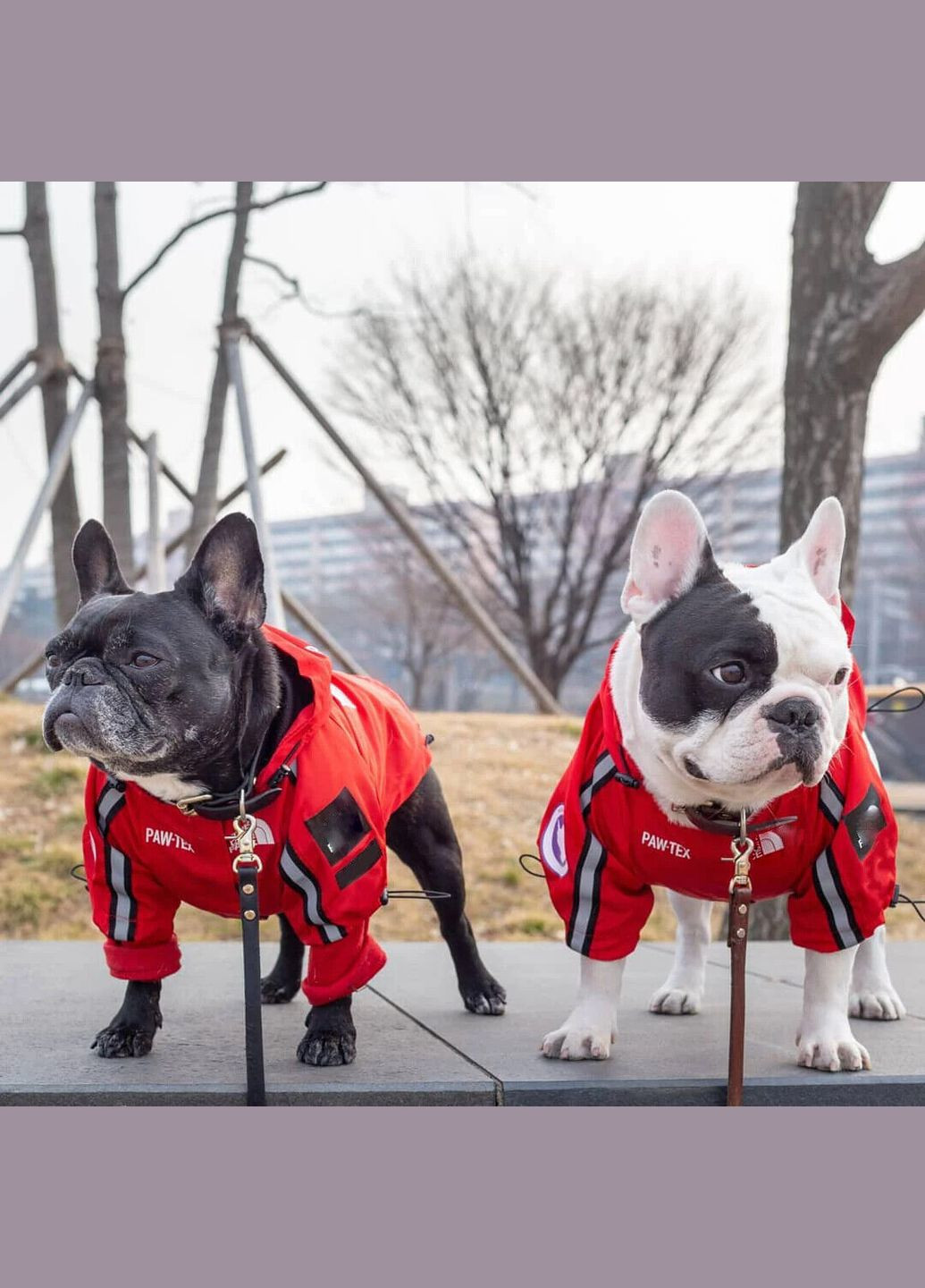Куртка ветровка з тонкою підкладкою водонепроникна the dog face для собак червона S розмір No Brand (299840605)