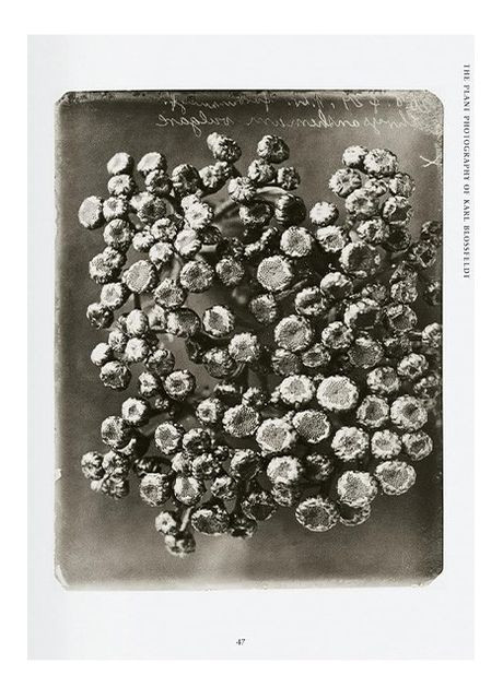 Книга Karl Blossfeldt. The Complete Published Work. 45th Ed. (9783836598514) Taschen (364654369)