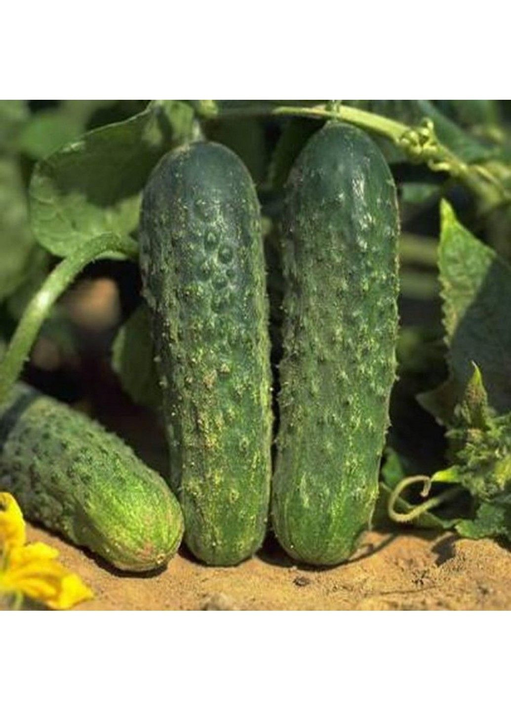 Насіння огірка Аякс Nunhems (329432050)