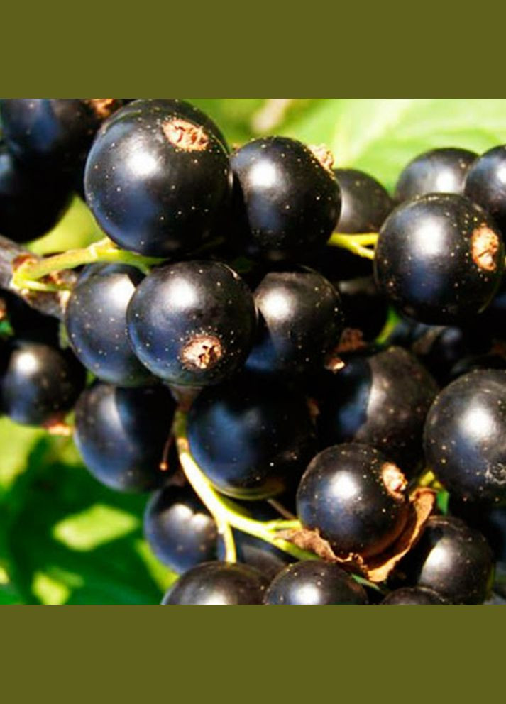 Саджанці смородини Бона Садовий-Розмай (301220007)