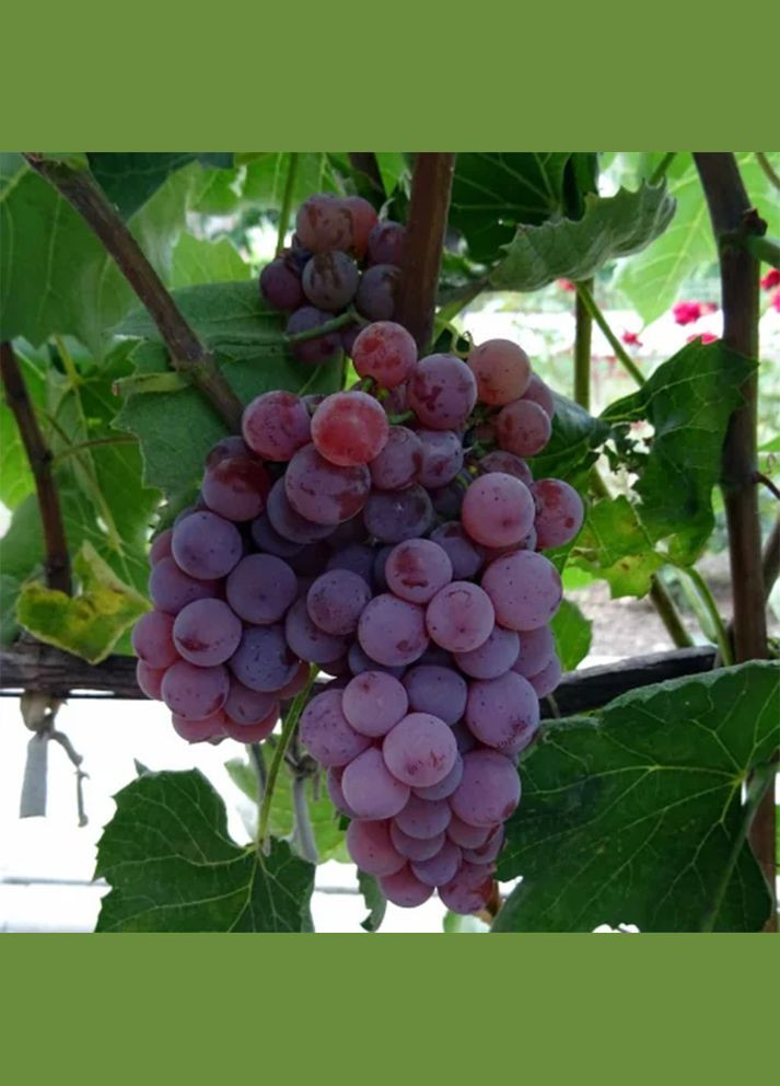 Саженцы винограда Сомерсет Сидлис - 2-летний Садовий-Розмай (301221078)