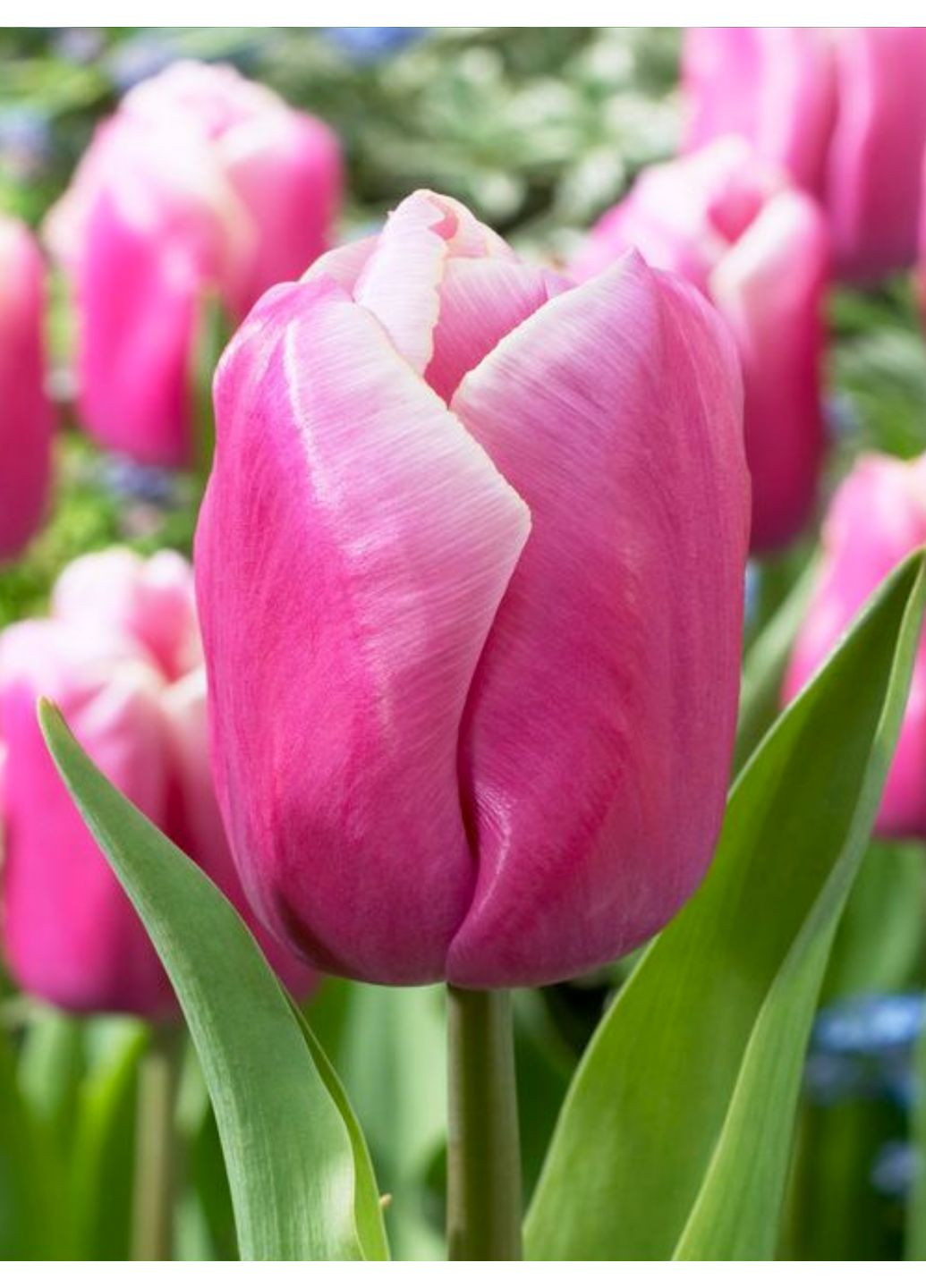 Тюльпан Holland Beauty (2 шт. в упаковці) No Brand (364534839)