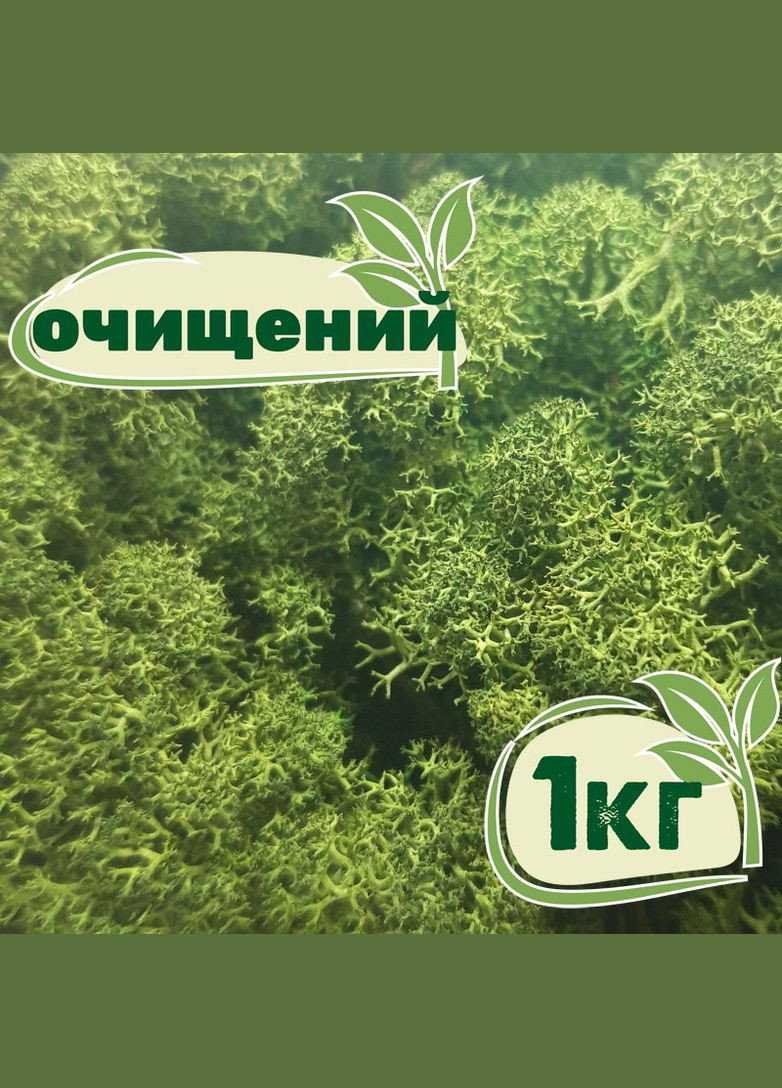 Очищений стабілізований мох ягель Зелений темний 1 кг Nordic moss (276401109)