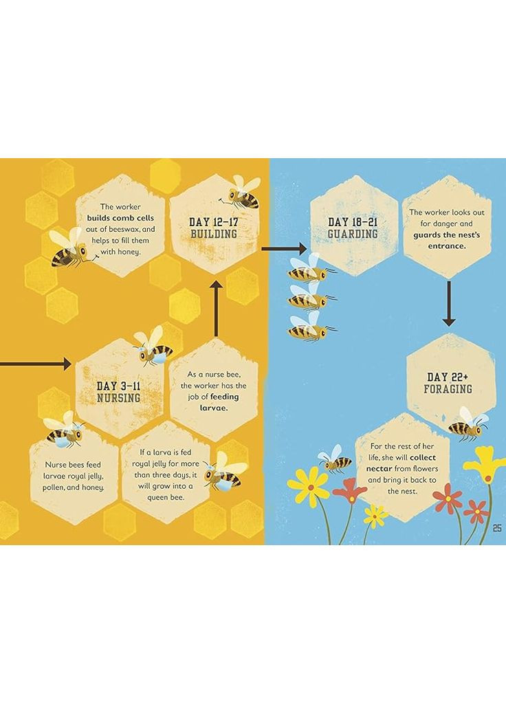 The Bee Book DK (370130867)