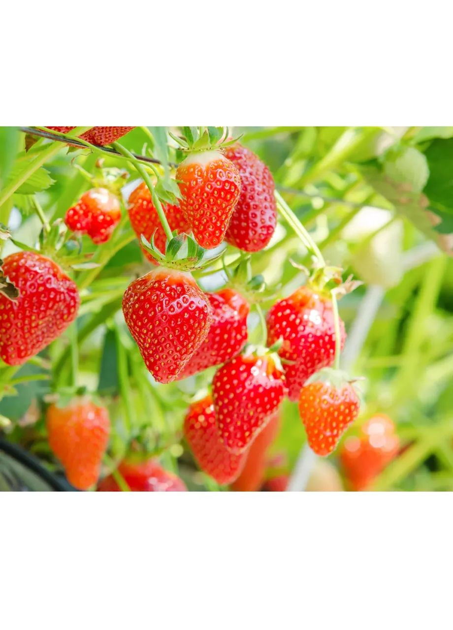 Face Mask Amaou Strawberry омолаживающая маска с клубникой, 7 шт х 5 уп LuLuLun (356109755)