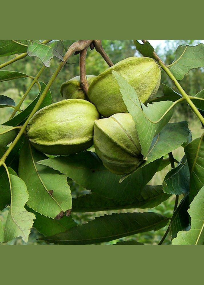 Саженцы пекана Caddo (Кадо) - 3-летний Садовий-Розмай (301220885)