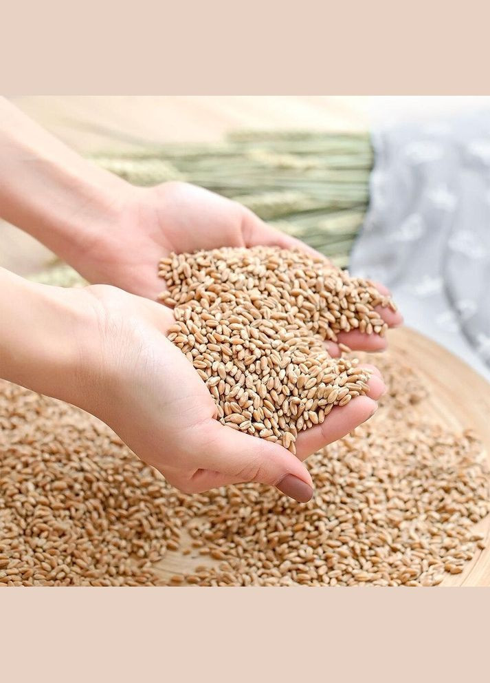 Грілка подушка комір для шиї 44x46x24 см з пшеничним зерном, тканина бавовна, натуральна, органічна, IDEIA (334726943)