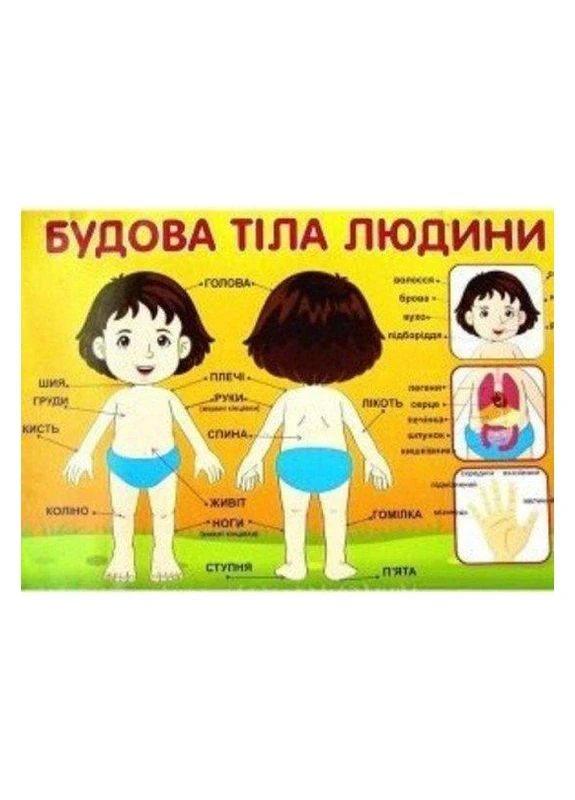Плакат.Будова тіла людини No Brand (359374834)
