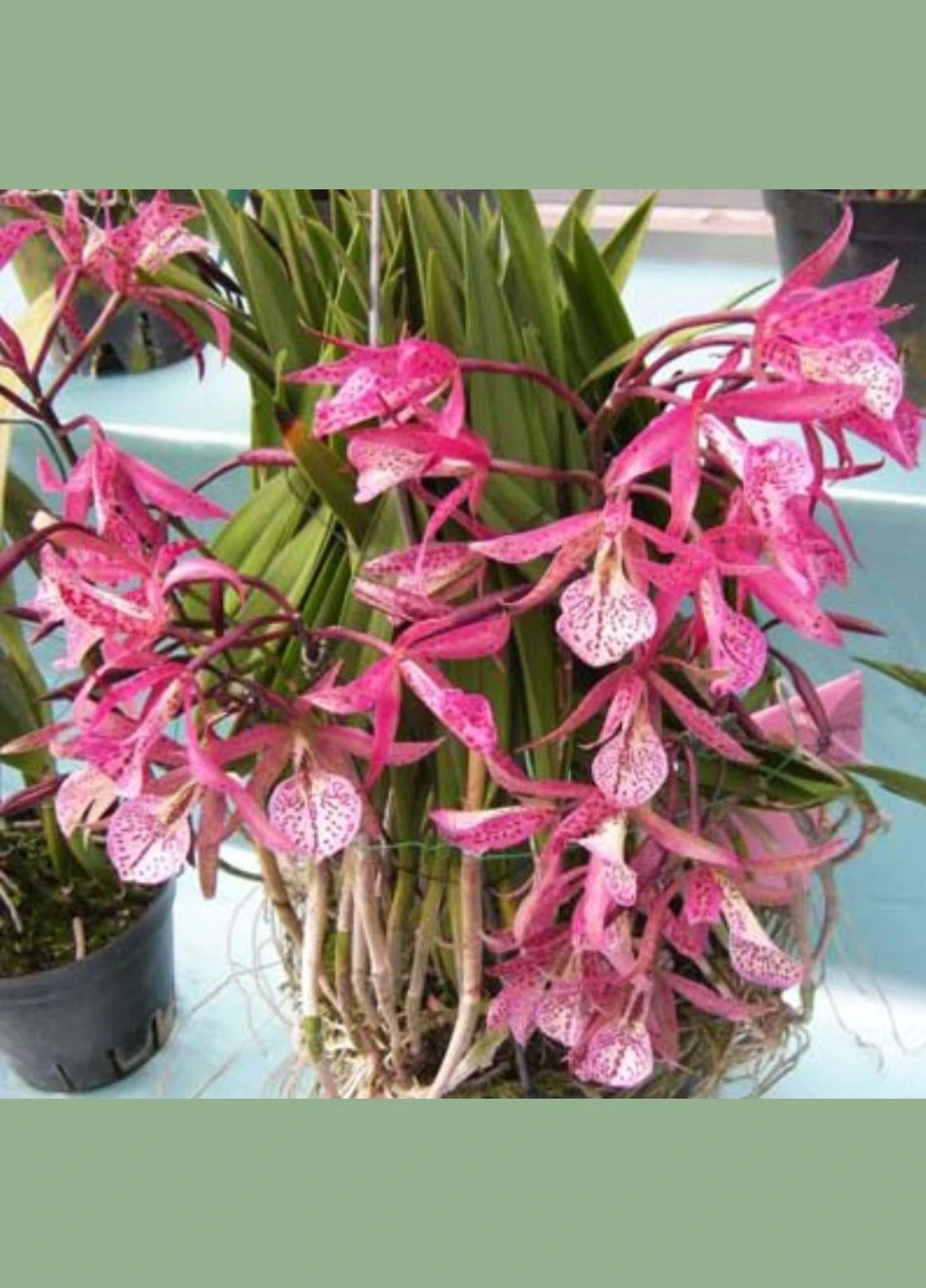 Орхідея Brassanthe Maikai x Brassocattleya Star Ruby (Bsn. Maikai x Bc. Star Ruby) ODA (315635013)
