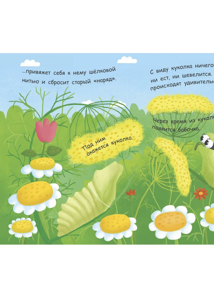 Как рождается бабочка? No Brand (370439958)