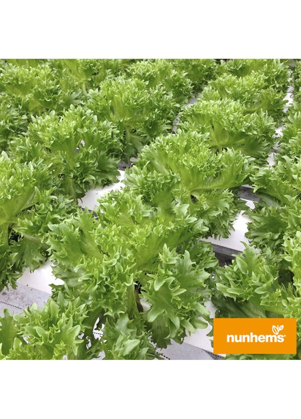 Семена салата Данстар Nunhems (329432055)
