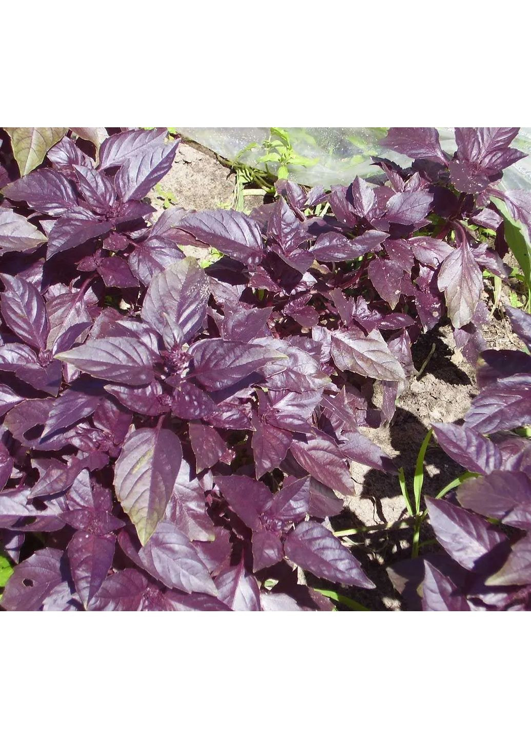 Насіння зелені Базилік фіолетовий 3г. Насіння України (356119184)