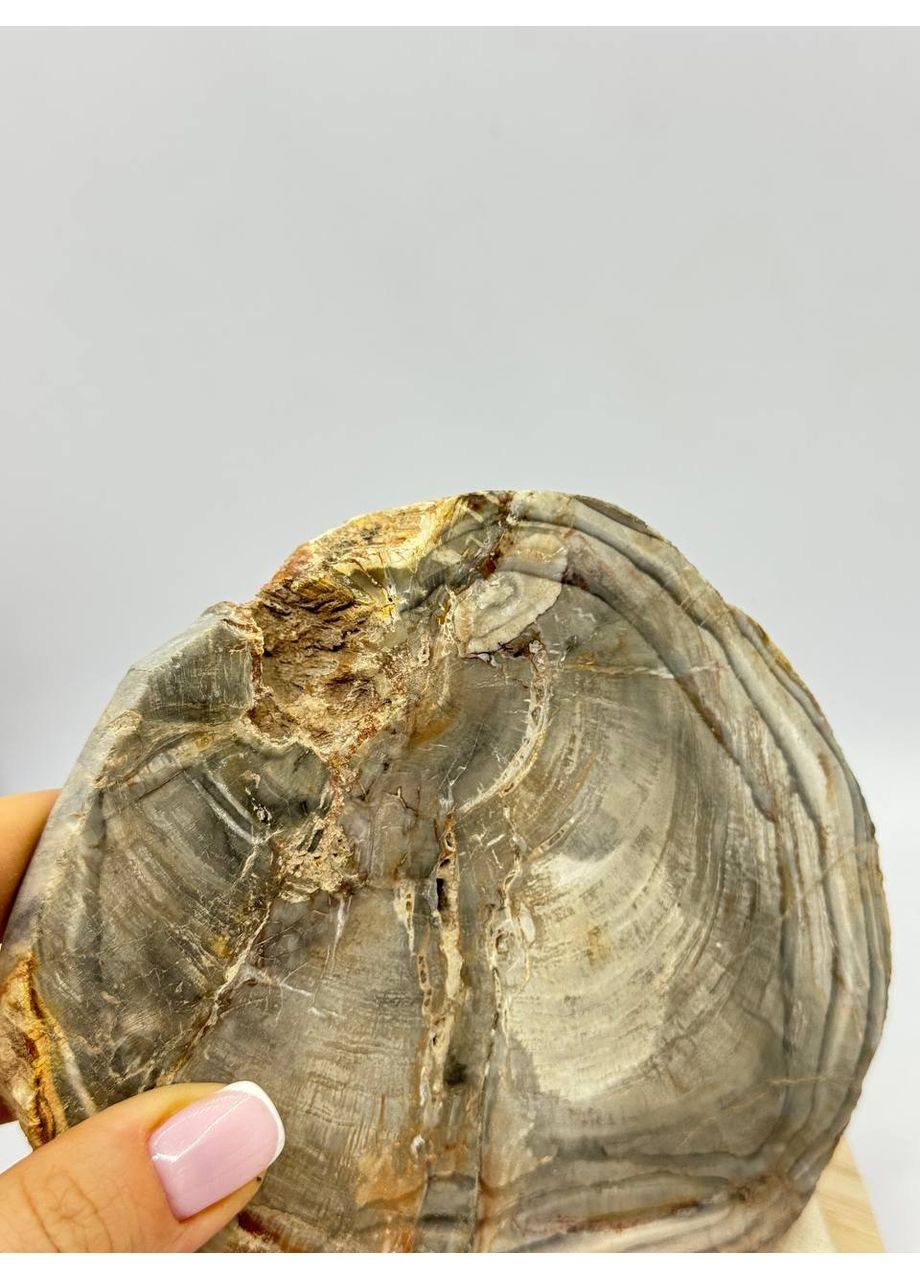 Скам'яніле дерево 126*115 мм Сірий No Brand (361319826)