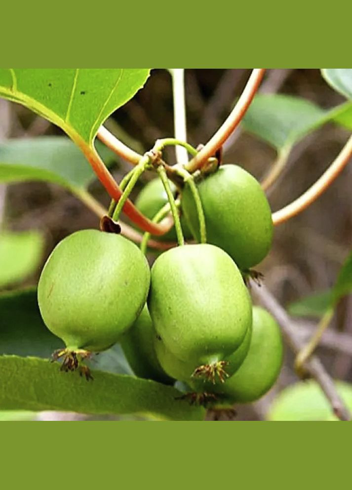 Саджанці міні-ківі Актинідія (пара) Садовий-Розмай (301220099)