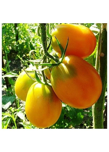 Семена томата Де-барао желтый 30 семян Seed.Ua (401305648)