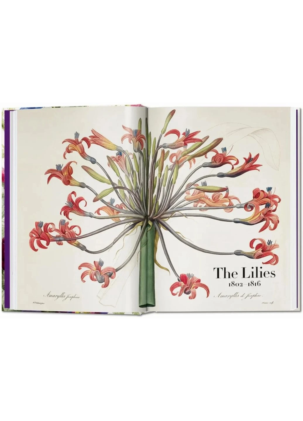 Redouté. The Book of Flowers Taschen (370066425)