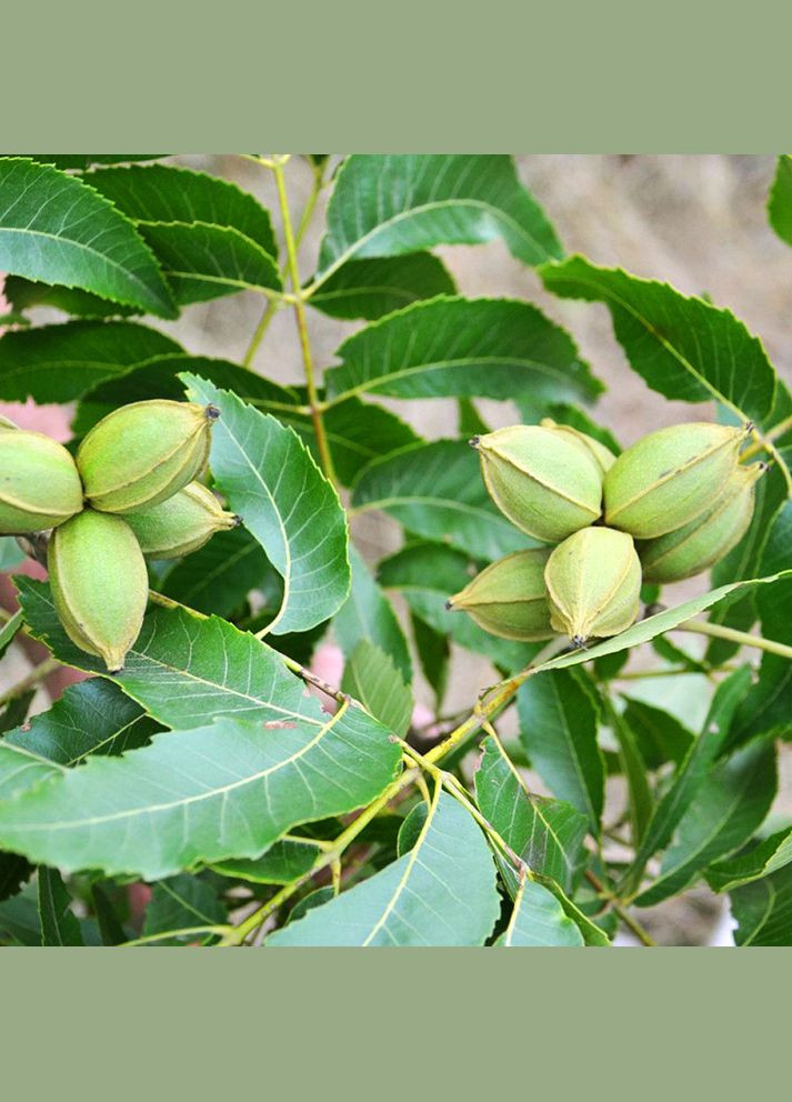 Саджанці пекана Melrose (Мелроуз) - 4-річний Садовий-Розмай (301220063)