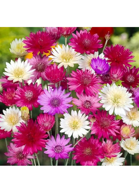 Семена цветы Бессмертники махровая смесь (Ксерантемум) 0,2г Насіння України (356120151)