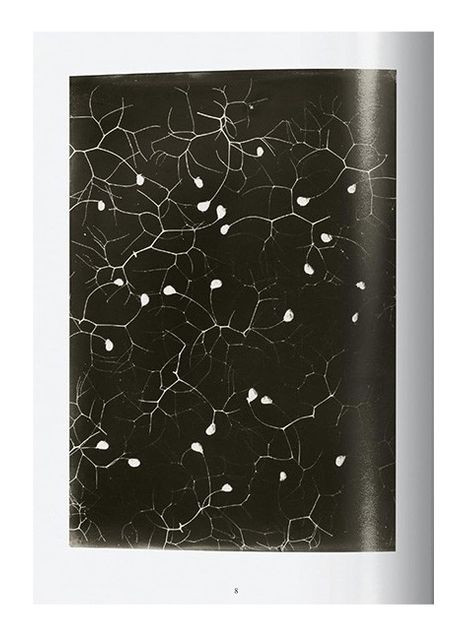 Книга Karl Blossfeldt. The Complete Published Work. 45th Ed. (9783836598514) Taschen (364654369)