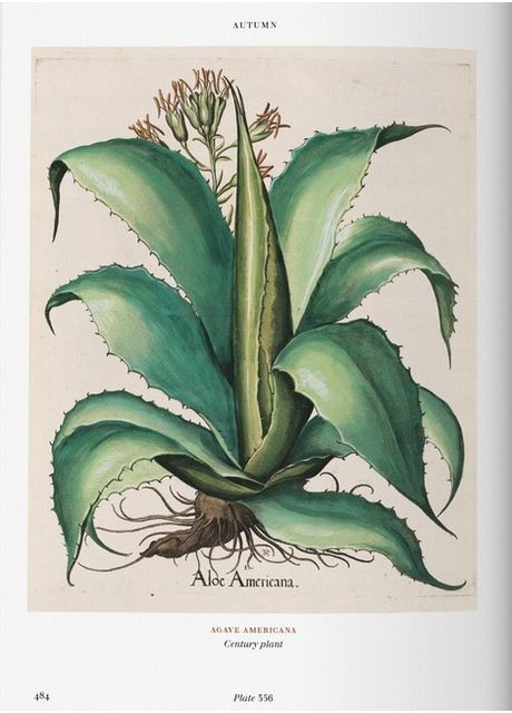 Книга Basilius Besler. Флоридиум. Book of Plants (9783836557870) Taschen (364654500)