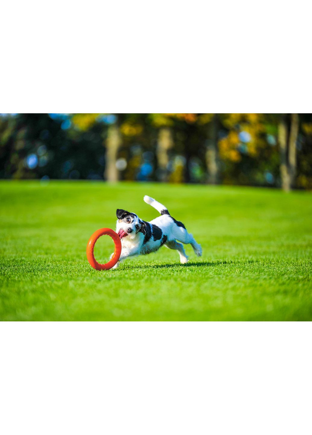 Кільце для апортування PitchDog діаметр 30 см (4823089302454) Collar (354702606)